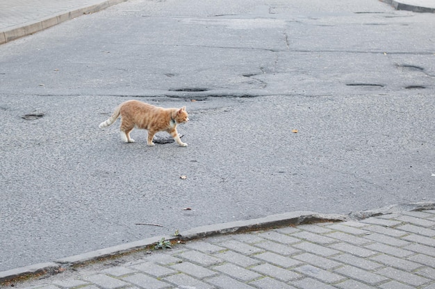 Gemberkat loopt op de asfaltweg