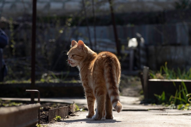 gemberkat loopt op een zonnige dag in de tuin jonge groene planten