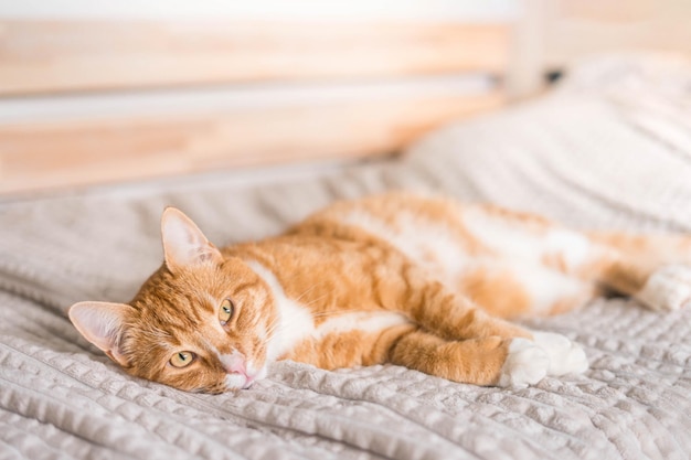 Gemberkat ontspannen op de bank in de woonkamer, liggend in een grappige pose op de deken Huisdier genietend van de zon thuis