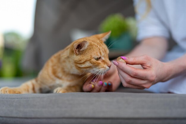 Gemberkat reikt naar een vrouwelijke hand voor een stuk eten de kat ligt op kussen van tuinmeubelen