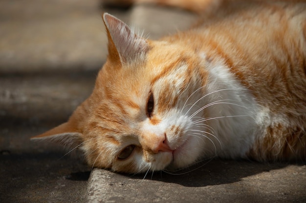 gemberkat rust in een groen bloembed in de zomer, binnenlandse gemberkat