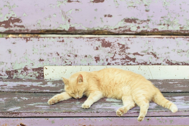 Gemberkat slaapt op een oude bank op straat