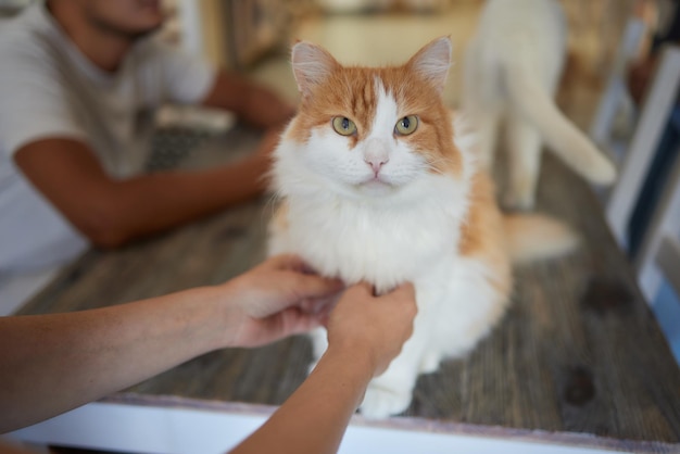 Gemberkat zittend op de houten vloer in een witte kamer, de dikke rode kat rust lieve pluizige kat