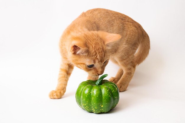 Gemberkatje en groene pompoen op witte achtergrond