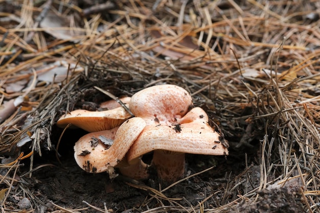 Gemberpaddenbomen in het dennenwoud in macrofotografie