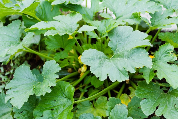 Gemeenschap tuinieren in stedelijke gemeenschap.