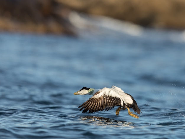 Gemeenschappelijk Eider-mannetje dat van de blauwe oceaan in de winter van start gaat