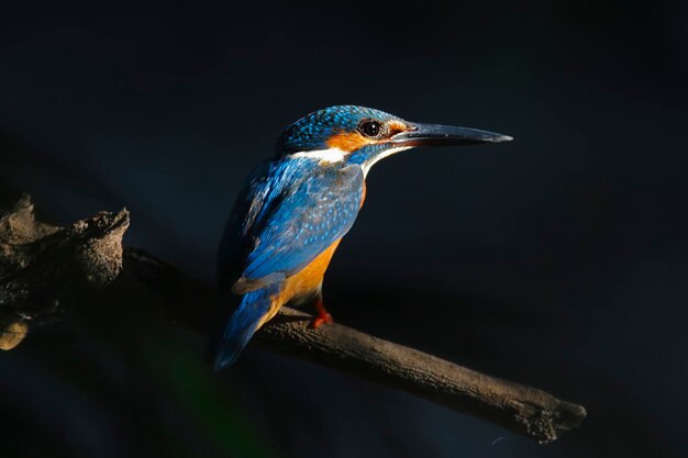 Gemeenschappelijke atthis Mooie Mannelijke Vogels van Ijsvogelalcedo van Thailand