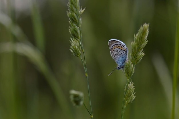 Gemeenschappelijke blauwe vlinder in de natuur close-up