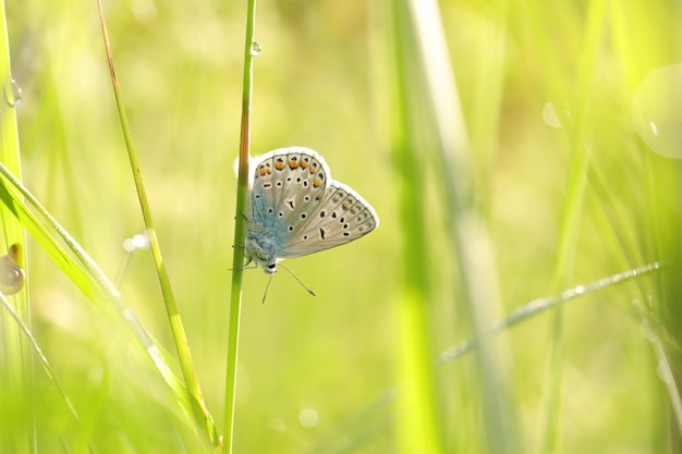 Gemeenschappelijke blauwe vlinder in de wei bij zonsopgang