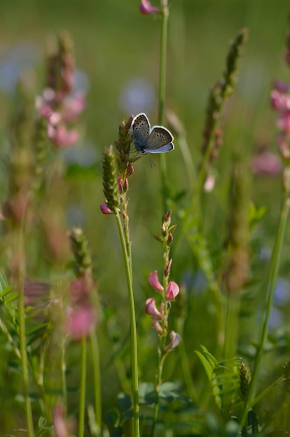 Gemeenschappelijke blauwe vlinder in het wild gesloten vleugels