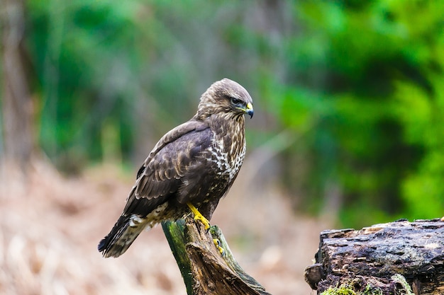 Gemeenschappelijke buizerd (Buteo-buteo) in een bos