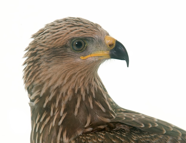 Gemeenschappelijke buizerd geïsoleerd