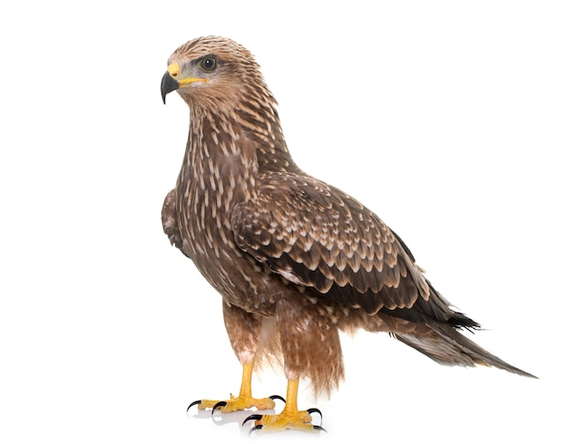 Gemeenschappelijke buizerd geïsoleerd