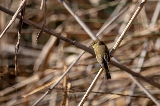 Gemeenschappelijke chiffchaff op een tak