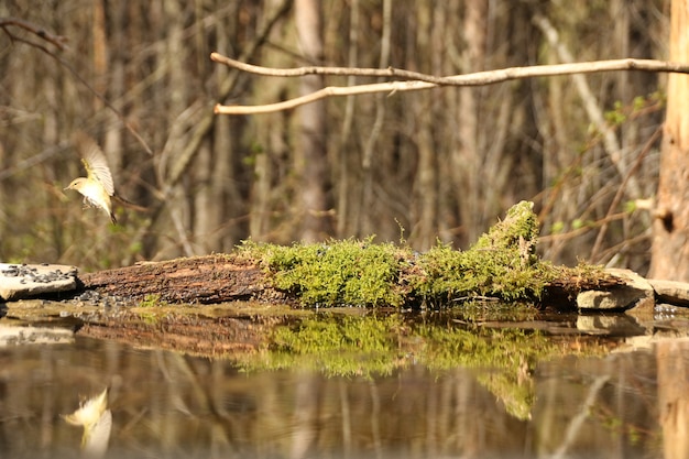 Gemeenschappelijke chiffchaff!