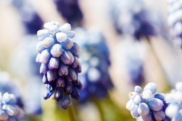 Gemeenschappelijke druif (Muscari botryoides) in volle bloei.