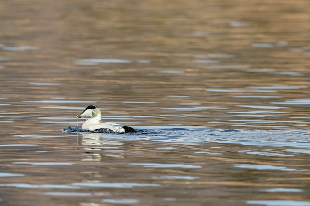 Foto gemeenschappelijke eider-vogel die in zeewater zwemt