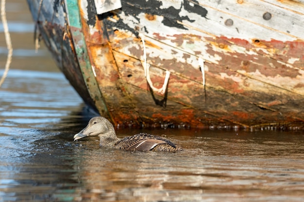 Gemeenschappelijke Eider-vogel die zijn tong toont terwijl hij in het zeewater zwemt