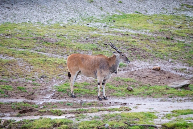 Gemeenschappelijke elandantilope meerdere enkele close-up achtergrond Afrika