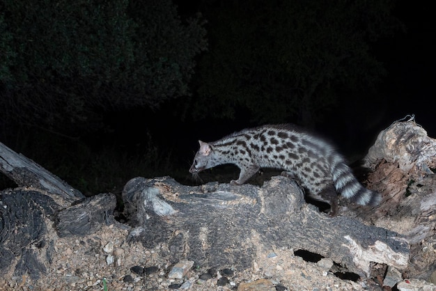 Gemeenschappelijke genet (Genetta genetta) Malaga, Spanje