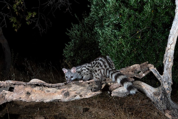 Gemeenschappelijke genet (Genetta genetta) Malaga, Spanje