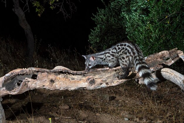 Gemeenschappelijke genet (Genetta genetta) Malaga, Spanje