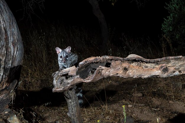 Gemeenschappelijke genet (Genetta genetta) Malaga, Spanje