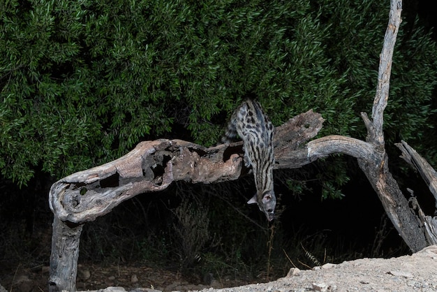 Gemeenschappelijke genet (Genetta genetta) Malaga, Spanje