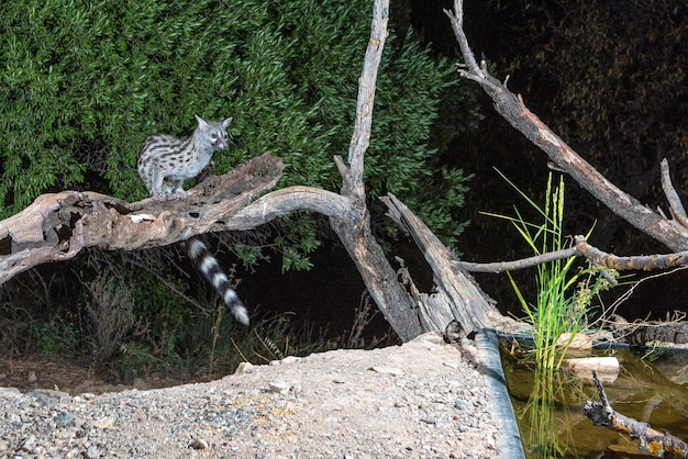 Gemeenschappelijke genet (Genetta genetta) Malaga, Spanje