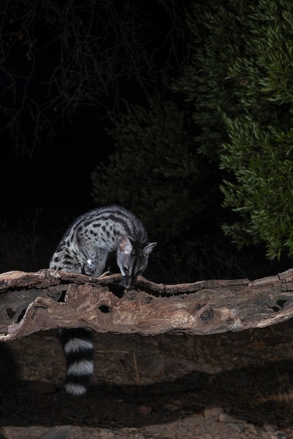 Gemeenschappelijke genet (Genetta genetta) Malaga, Spanje