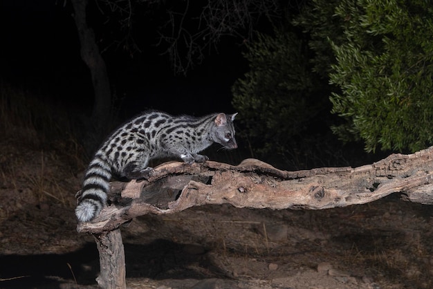 Gemeenschappelijke genet (genetta genetta) malaga, spanje