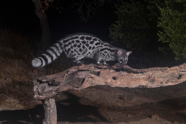 Gemeenschappelijke genet (Genetta genetta) Malaga, Spanje