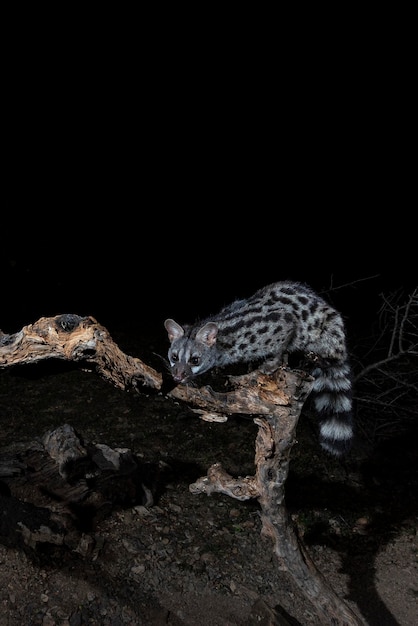 Gemeenschappelijke genet Genetta genetta Malaga Spanje