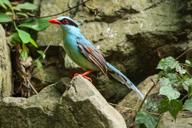 Gemeenschappelijke groene ekster (cissa chinensis)