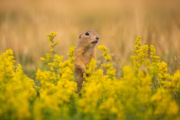 Gemeenschappelijke grondeekhoorn op bloeiende weide. Europese suslik. Spermophilus citellus. Wildlife dier in de natuur habitat. Klein park midden in de druktestad.