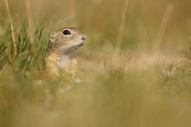 Gemeenschappelijke grondeekhoorn op bloeiende weide europese suslik spermophilus citellus