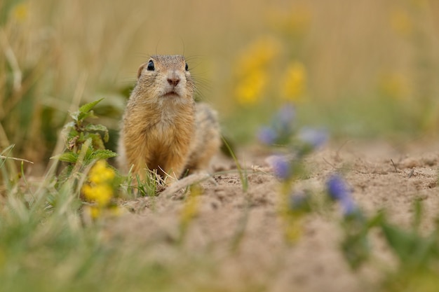 gemeenschappelijke grondeekhoorn op bloeiende weide Europese suslik spermophilus citellus