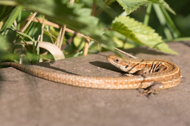 Gemeenschappelijke hagedis in Rainham Marshes in Engeland