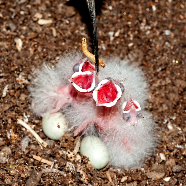 Gemeenschappelijke hop die haar kuikens voedt bij nest