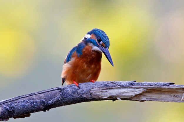 Gemeenschappelijke Ijsvogel Alcedo atthis Mooie Mannelijke Vogels van Thailand