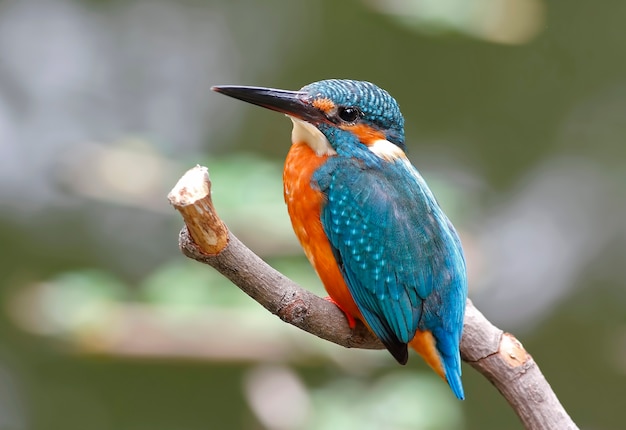 Gemeenschappelijke Ijsvogel Alcedo atthis Mooie Mannelijke Vogels van Thailand