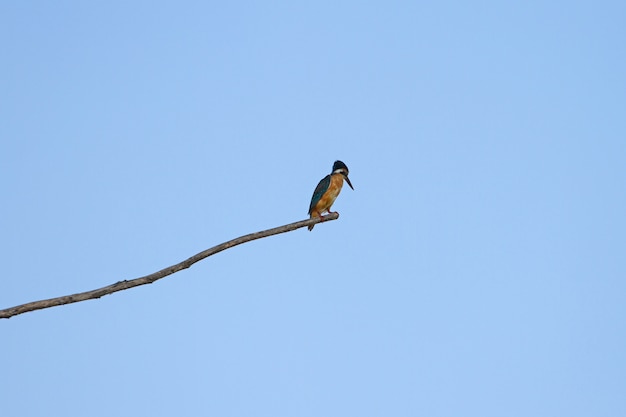 Gemeenschappelijke ijsvogel die op de tak neerstrijkt