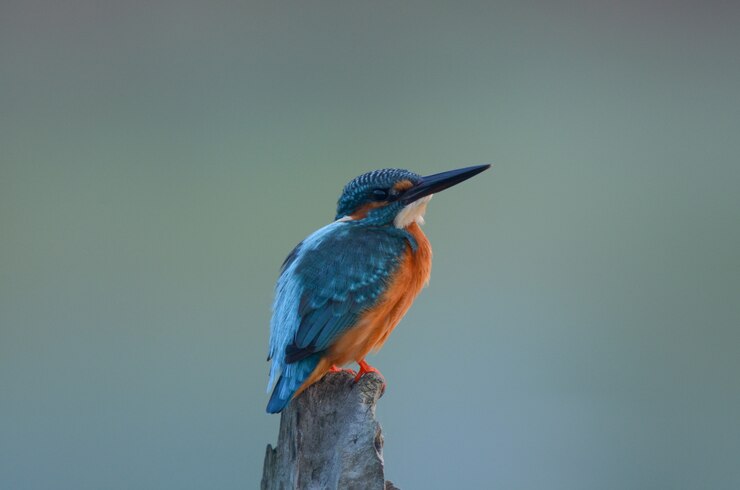 Gemeenschappelijke ijsvogel, een kleine ijsvogelvogel