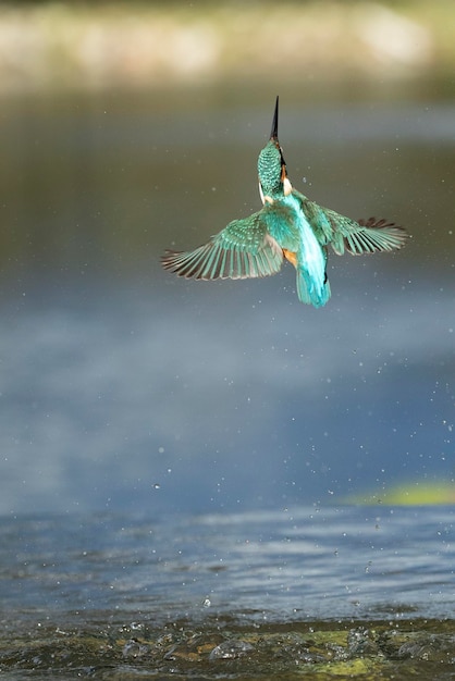 Gemeenschappelijke ijsvogel man vissen in een rivier van een mediterraan bos met de laatste lichten