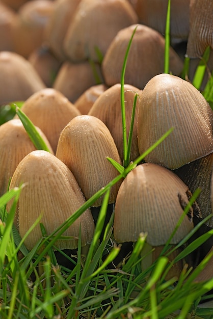 Gemeenschappelijke Ink Caps of paddenstoelen die buiten op groen gras op het gazon of in het plaatselijke park groeien Een cluster van een schimmelsoort die zich op de weide verspreidt Vruchtlichamen die in de zomer of lente op een gazon verschijnen