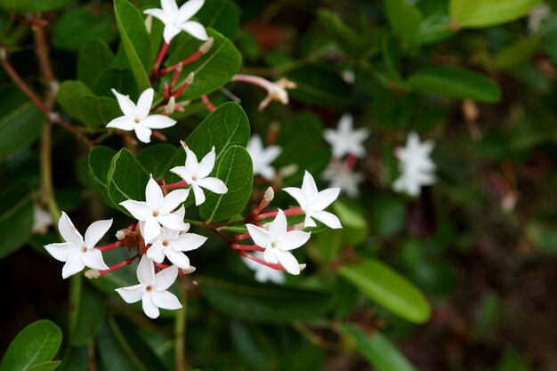 Gemeenschappelijke jasmijnbloem die met groene bladerenachtergrond bloeien