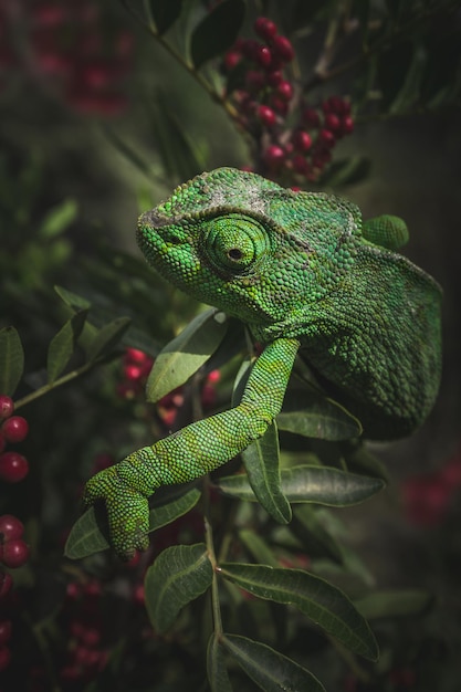 Gemeenschappelijke kameleon in het mediterrane bos