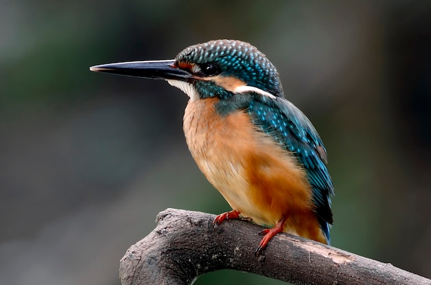 Gemeenschappelijke Kingfisher Alcedo Birds of Thailand