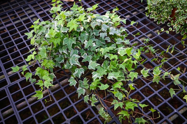 Gemeenschappelijke klimop plant groeit op pot in kas Europese klimop Engelse klimop of groene klimop Hedera helix boom sierplant koolstof verminderen